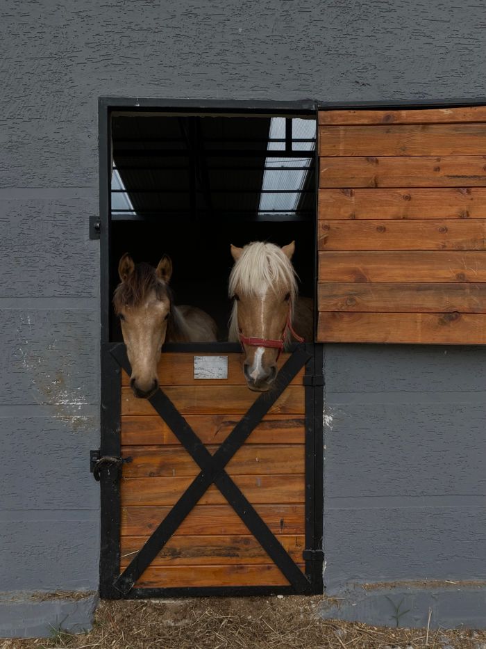 Two horses look out from a stable door, showcasing rustic charm and tranquility.
