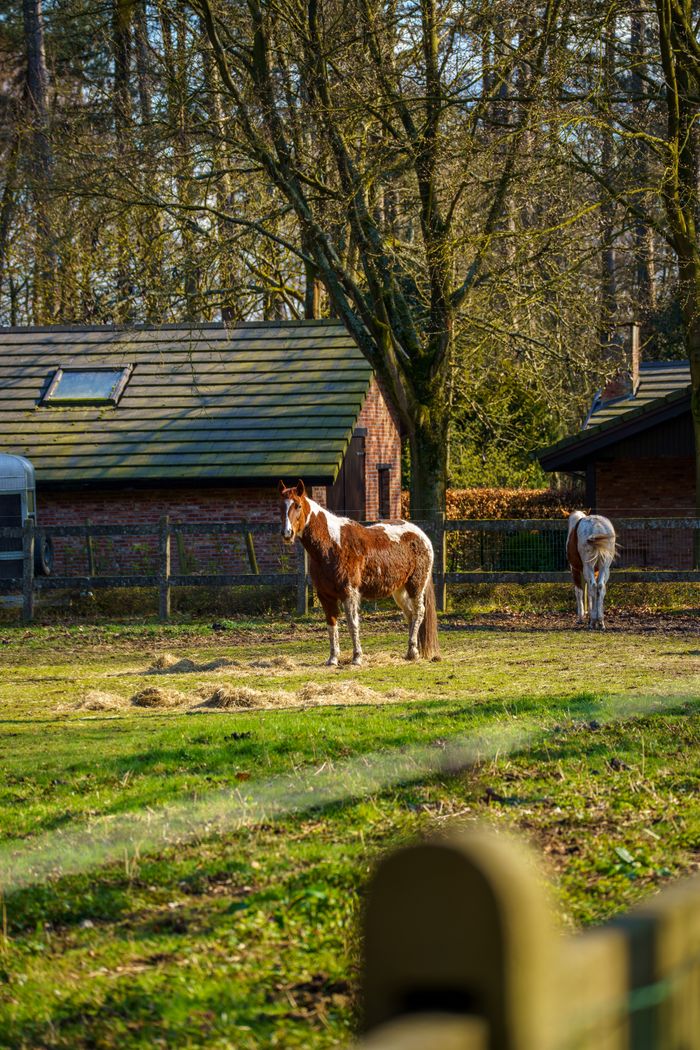Brown and white horses grazing in a peaceful Grobbendonk pasture with rustic barn background.